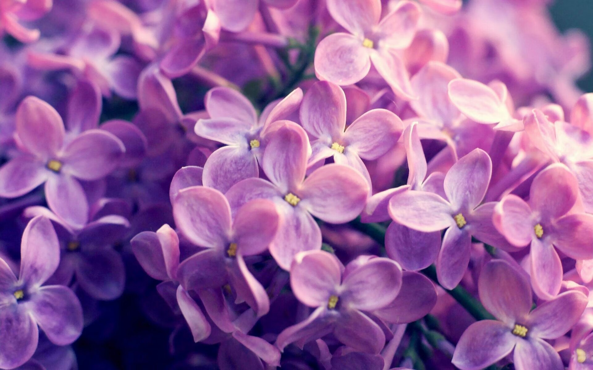 河床年轻阵容潜力巨大,河床vs青年人