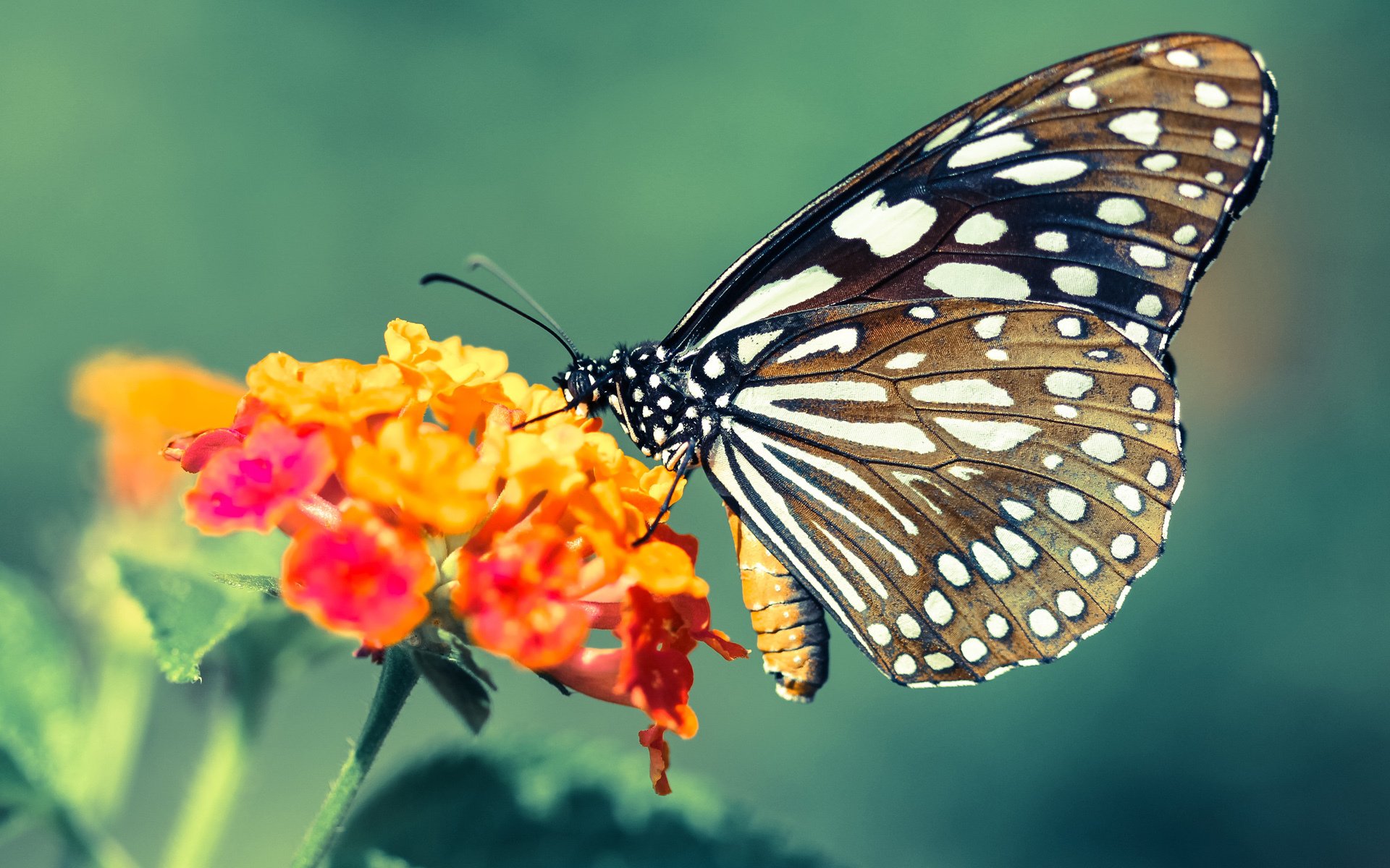 阿贾克斯击败尤文:胜利漂亮惊心,阿贾克斯对尤文图斯比赛