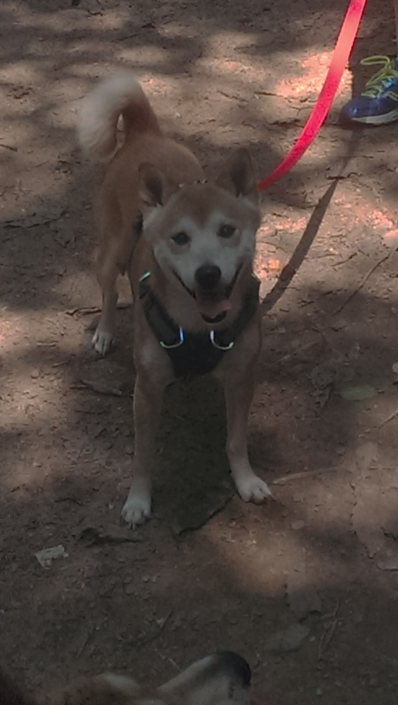 阿贾克斯击败拜仁慕尼黑,晋级欧冠半决赛,欧冠半决赛阿贾克斯对热刺