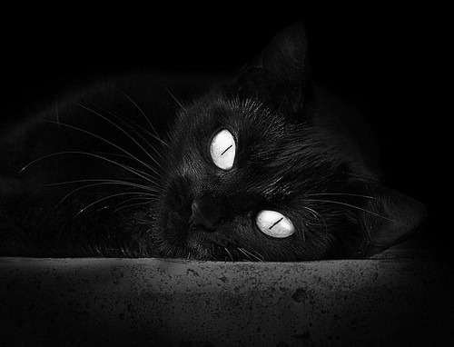 NBA球员赛季体能管理策略研究,nba球员身体素质训练