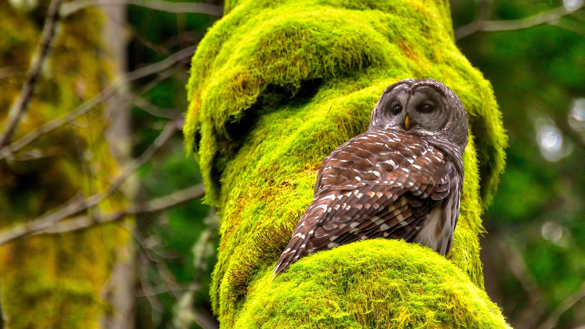 乐鱼（中国）体育官方网站-弗朗索瓦·斯图尔特：他的防守能力让南非队在进攻中占得先机，弗朗索瓦丝·德·费利斯