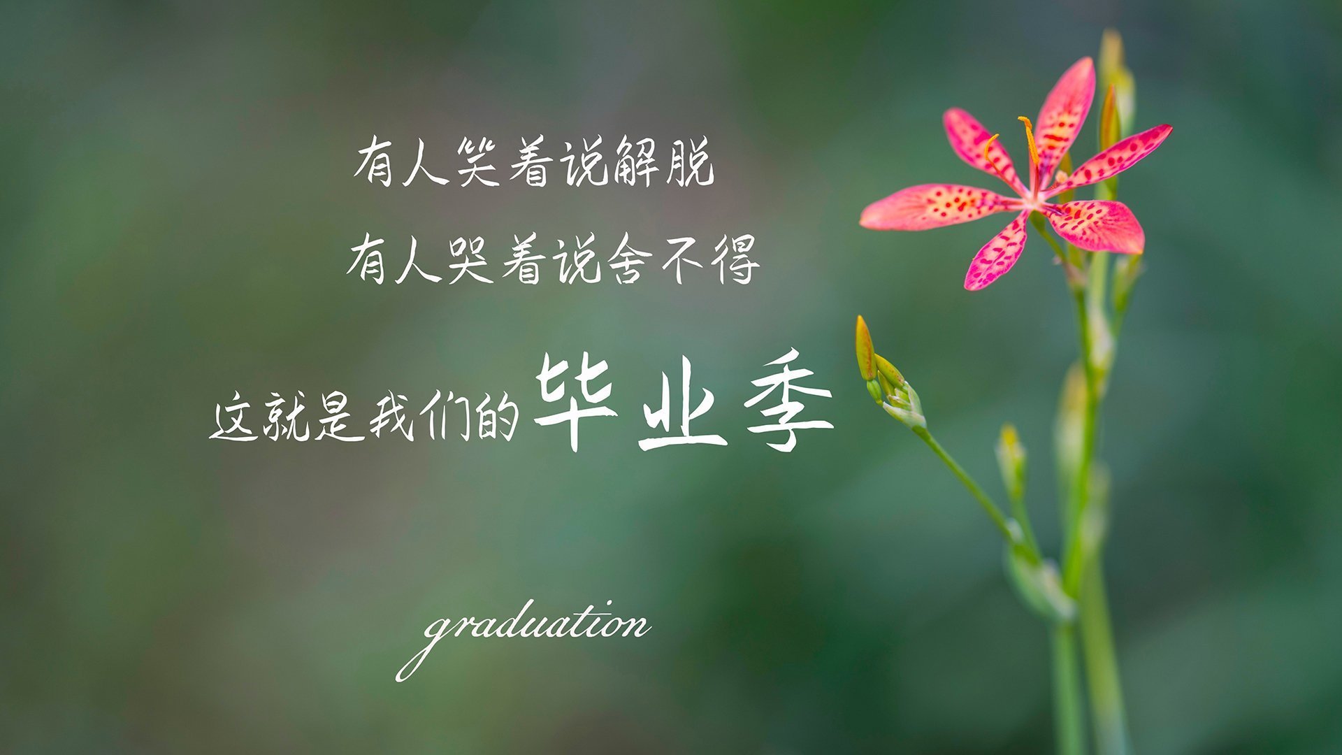 法国橄榄球队在世界杯赛场上的表现值得期待,法国橄榄球队2019年历